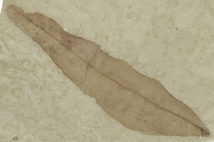 Fossil Leaf (Beilschmiedia) - Green River Formation, Utah #325590